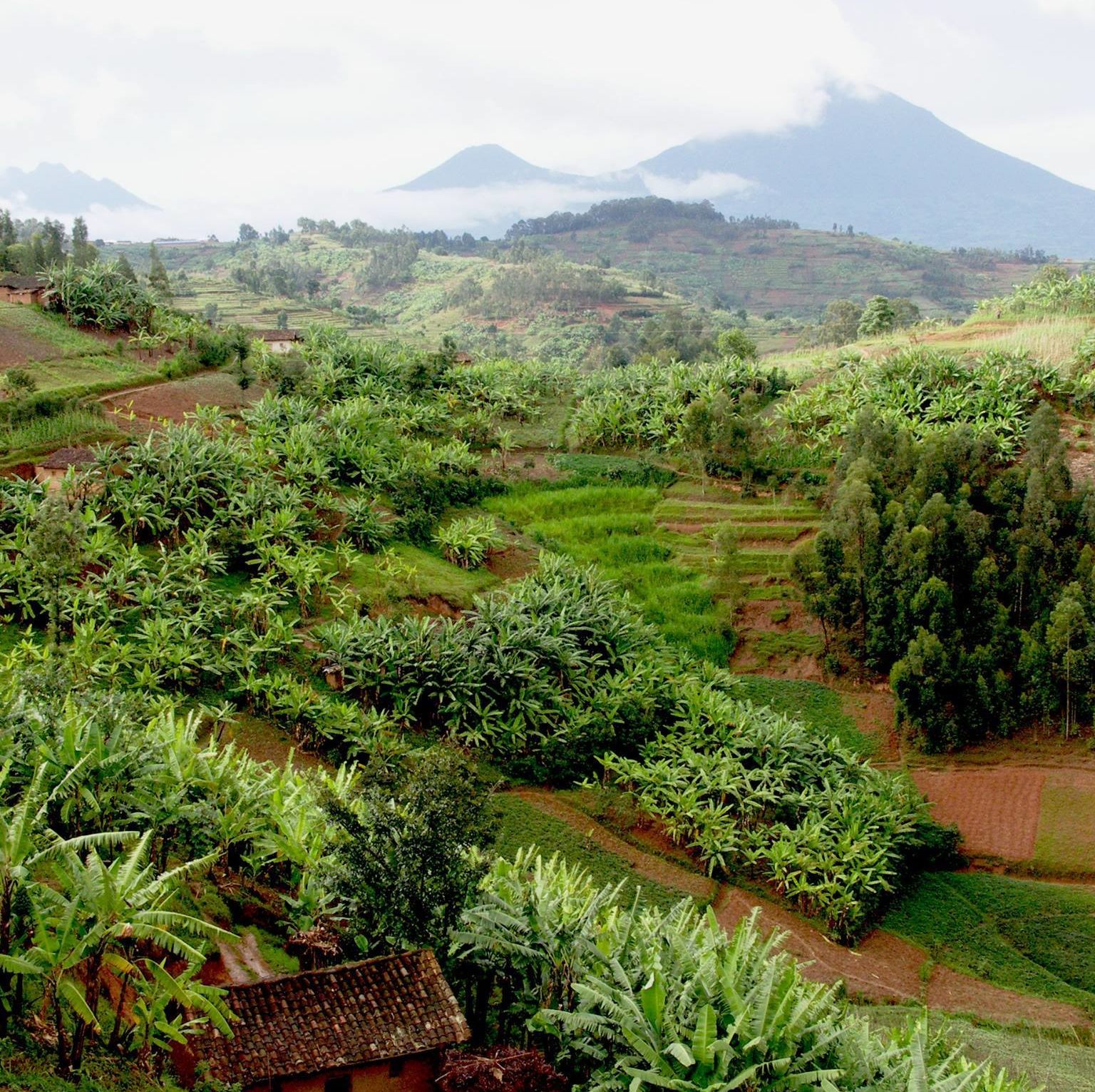Rwanda Pays des Mille Collines Pays du Lait et du Miel